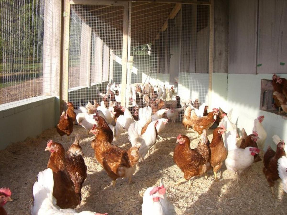 Ferienhof Pfeiffer Buchen  Exteriör bild